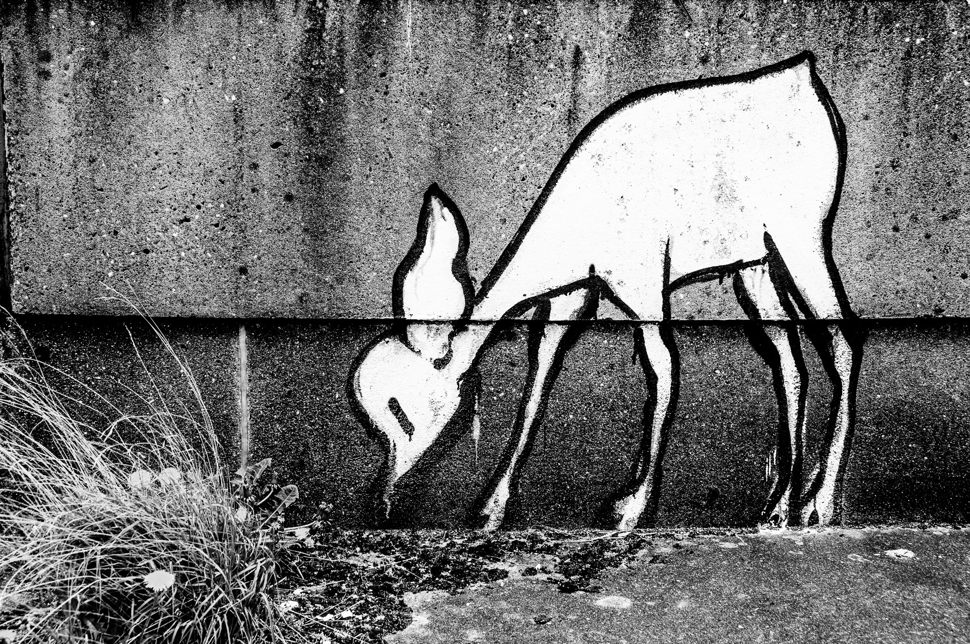 Urban fawn